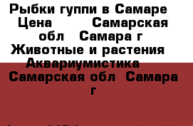 Рыбки гуппи в Самаре › Цена ­ 25 - Самарская обл., Самара г. Животные и растения » Аквариумистика   . Самарская обл.,Самара г.